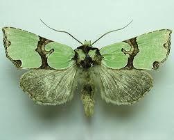 Attēlu rezultāti vaicājumam “Staurophora celsia”