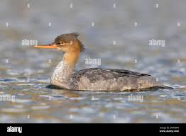 Attēlu rezultāti vaicājumam “Mergus serrator female”