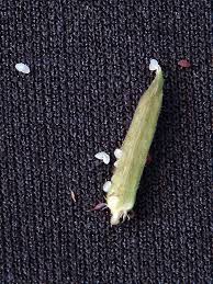 Attēlu rezultāti vaicājumam “Oxalis corniculata fruit”