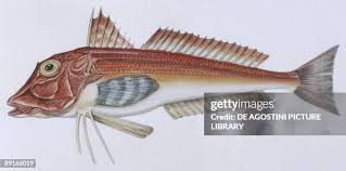 Image result for Chelidonichthys cuculus