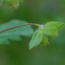 Attēlu rezultāti vaicājumam “Veronica persica leaf”
