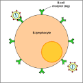 BIOL 230 Lecture Guide - Recognition of Epitopes by B-Cell Receptors