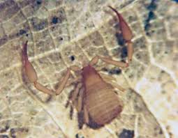 Attēlu rezultāti vaicājumam “Chelifer cancroides”