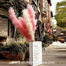 Attēlu rezultāti vaicājumam “Phragmites communis flower”
