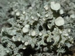 Attēlu rezultāti vaicājumam “Ramalina fastigiata”