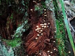 Attēlu rezultāti vaicājumam “Collybia tuberosa”