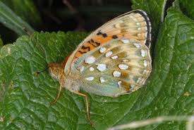 Attēlu rezultāti vaicājumam “Argynnis aglaja underside”