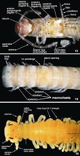Attēlu rezultāti vaicājumam “Craspedosoma rawlinsi”