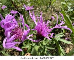 Attēlu rezultāti vaicājumam “Serratula tinctoria flower”