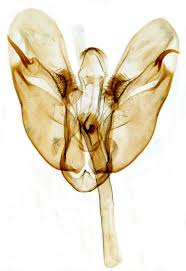 Attēlu rezultāti vaicājumam “Paratalanta hyalinalis”