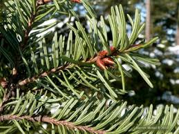 Attēlu rezultāti vaicājumam “Pseudotsuga menziesii flower”
