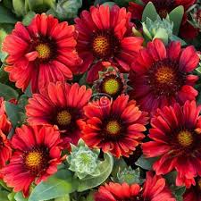 Image result for Gaillardia