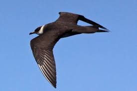 Attēlu rezultāti vaicājumam “Stercorarius parasiticus”