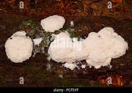 Attēlu rezultāti vaicājumam “Fuligo septica var. candida spores”