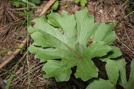 Attēlu rezultāti vaicājumam “Cnidium dubium leaf”