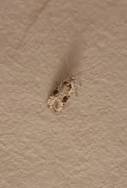 Attēlu rezultāti vaicājumam “Agonopterix alstromeriana”