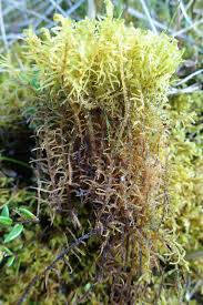 Attēlu rezultāti vaicājumam “Hamatocaulis vernicosus”