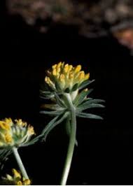 Attēlu rezultāti vaicājumam “Anthyllis arenaria”