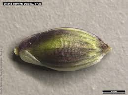 Attēlu rezultāti vaicājumam “Setaria viridis fruit”