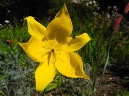 Attēlu rezultāti vaicājumam “Tulipa sylvestris bud”