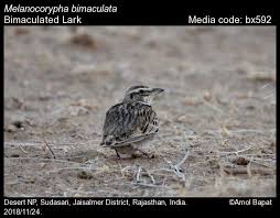 Image result for Melanocorypha bimaculata