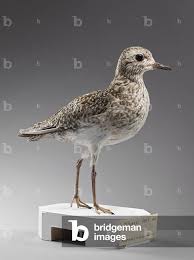 Attēlu rezultāti vaicājumam “Pluvialis apricaria”