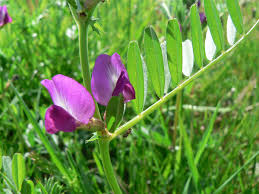Attēlu rezultāti vaicājumam “Vicia angustifolia leaf”