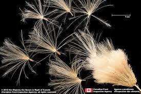 Attēlu rezultāti vaicājumam “Cirsium arvense flower”