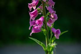 Image result for Fingerhut rot