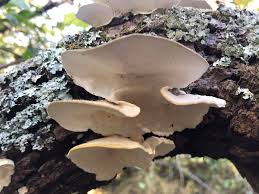 Attēlu rezultāti vaicājumam “Trametes suaveolens”