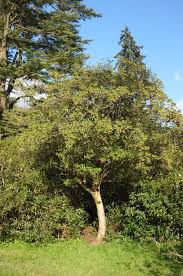Attēlu rezultāti vaicājumam “Enkianthus chinensis leaf”
