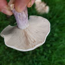 Attēlu rezultāti vaicājumam “Collybia sp.”