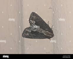 Attēlu rezultāti vaicājumam “Dypterygia scabriuscula”