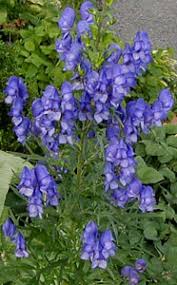 Image result for Aconitum napellus