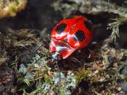 Attēlu rezultāti vaicājumam “Endomychus coccineus”