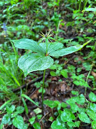 Attēlu rezultāti vaicājumam “Paris quadrifolia”