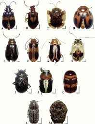 Attēlu rezultāti vaicājumam “Chrysomelidae”