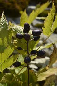 Attēlu rezultāti vaicājumam “Actaea spicata fruit”