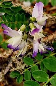 Attēlu rezultāti vaicājumam “Astragalus arenarius flower”