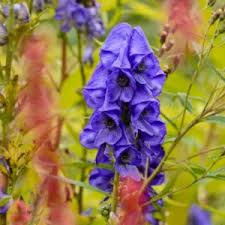 Attēlu rezultāti vaicājumam “Aconitum napellus flower”