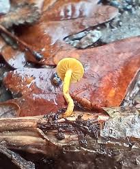 Attēlu rezultāti vaicājumam “Basidiodendron”