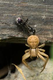 Attēlu rezultāti vaicājumam “Dipogon sp.”