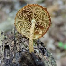 Attēlu rezultāti vaicājumam “Pholiota heteroclita”