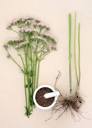 Image result for Valeriana officinalis