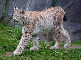 Attēlu rezultāti vaicājumam “Lynx lynx”