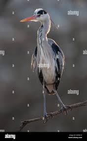 Attēlu rezultāti vaicājumam “Ardea cinerea adult”