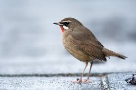 Image result for Luscinia calliope