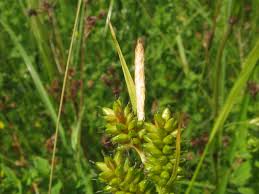 Attēlu rezultāti vaicājumam “Carex pallescens”