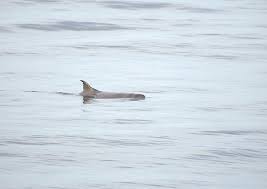 Image result for Kogia breviceps