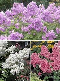 Attēlu rezultāti vaicājumam “Phlox paniculata”